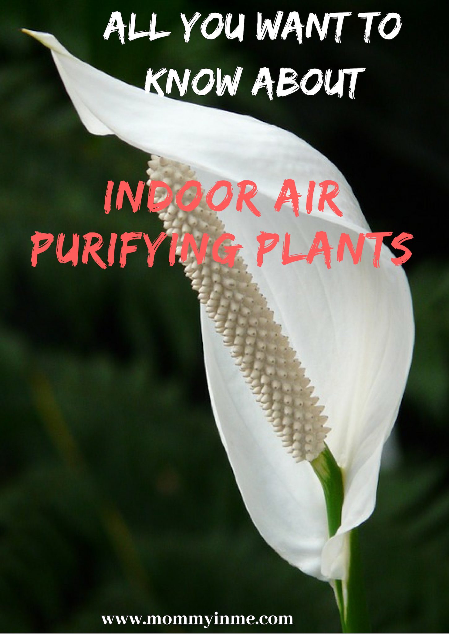Delhi's Air Pollution has given a new reach for plants. Since Indoor Air Pollution can be 5X more than outdoors, here are some Air Purifying Plants for home. #airpurifyingplants #indoorplants #airpollution #plants #Delhi #DelhiAir