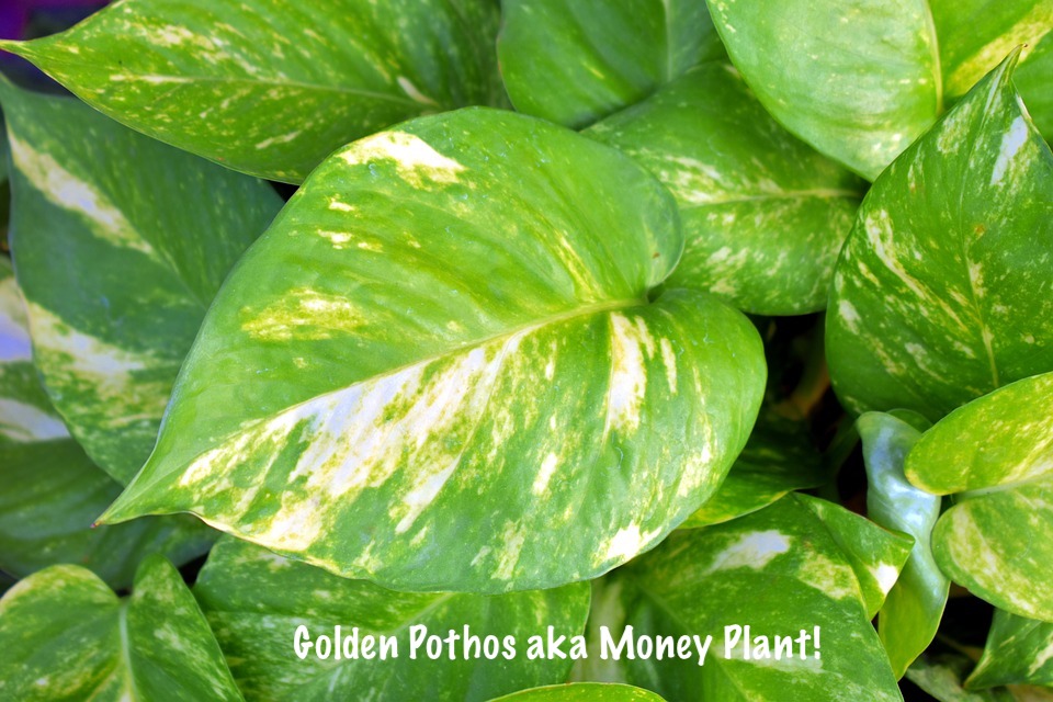 6 Indoor Air purifying plants