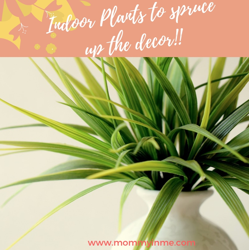 Delhi's Air Pollution has given a new reach for plants. Since Indoor Air Pollution can be 5X more than outdoors, here are some Air Purifying Plants for home. #airpurifyingplants #indoorplants #airpollution #plants #Delhi #DelhiAir #goldenpothos #MoneyPlant #Lily